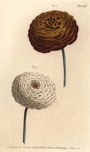 Double ranunculus varieties, Persian buttercup, Ranunculus asiaticus.