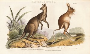 Eastern Grey Kangaroo and Jerboa by Sydenham Teast Edwards