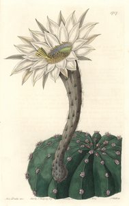 Echinocactus Eyriesii, Flowering Cactus, Native to Mexico - Strong Water by S. Watts from an Illustration by Sarah Anne Drake, from the Botanical Register