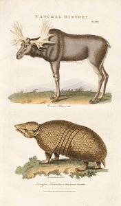 Elk and Three-banded Armadillo