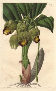 Epiphytic Orchid, Pale Yellow Catasetum, Native to Brazil