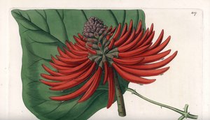 Erythrina Variete by Sydenham Teast Edwards