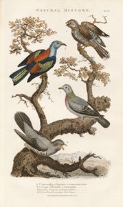 European Bird Species on Trees by Sydenham Teast Edwards