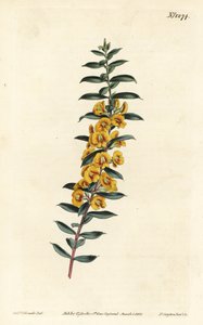 Eutaxia myrtifolia (Cross-leaved dillwynia, Dillwynia obovata). Handcoloured copperplate engraving by F. Sansom Jr. after an illustration by Sydenham Edwards from William Curtis