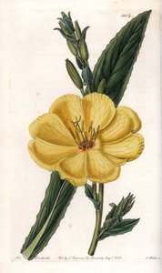 Evening Primrose with Large Flowers by Sydenham Teast Edwards