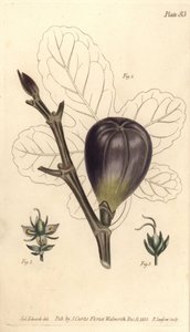 Fig with Hermaphrodite, Male and Female Flowers from William Curtis