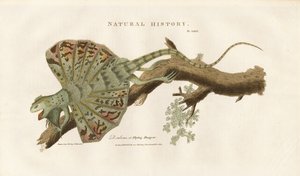 Flying Dragon on a Branch