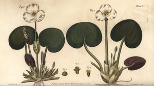 Frogbit, Hydrocharis morsus-ranae, Dioecia, female plant 1,4, male plant 2,3.