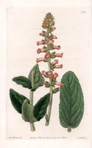 Genera Variety by Sydenham Teast Edwards