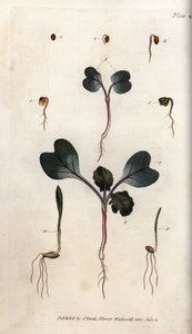 Germination of Radish Seeds, Common Wheat and Common Barley by Sydenham Teast Edwards
