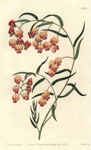 Glycine-leaved Dillwynia, Dillwynia Glycinifolia. Handcoloured Copperplate Engraving by S. Watts after an Illustration by Miss Sarah Drake from Sydenham Edwards