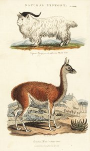 Goat and Llama by Sydenham Teast Edwards