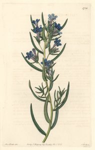 Gremil with Rosemary Leaves, Native to Sicily by Sydenham Teast Edwards