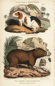 Guinea pig and capybara - Guinea pig, Cavia porcellus, and capybara, Hydrochoerus hydrochaeris. Illustration by Sydenham Edwards from John Mason Good