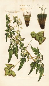 Heart Seed Plant and Moss Species by Sydenham Teast Edwards