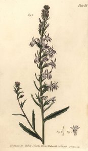 Heath lobelia, Lobelia urens, Polygamia monogamia. by Sydenham Teast Edwards