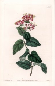 Herb Variety by Sydenham Teast Edwards