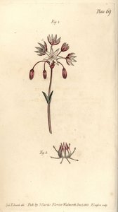 Hermaphrodite Flower with Seven Pistilla, Heptagynia, Septas Capensis by Sydenham Teast Edwards