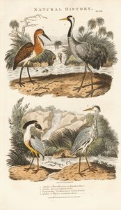 Herons and Cranes in Their Wetland Habitats by Sydenham Teast Edwards