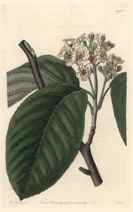 Himalayan Mountain Ash - S. Watts Strong Water from an Illustration by Sarah Anne Drake, from the Botanical Register by Sydenham Teast Edwards