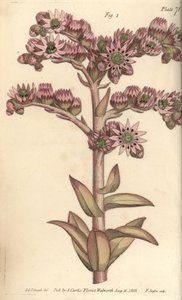 Houseleek, Sempervivum Tectorum, Dodecagynia, Hermaphrodite Flower with 12 Pistilla by Sydenham Teast Edwards