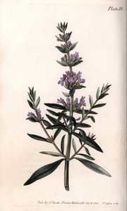 Hyssop or officinal hyssop. by Sydenham Teast Edwards