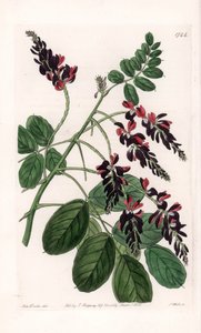 Indigofera Variete - Plate engraved by S. Watts, from an illustration by Sarah Anne Drake, from the Botanical Register of Sydenham Edwards, England