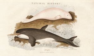 Killer Whale and Beluga Whale