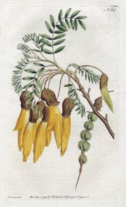 Kowhai, variety of sophora from New Zealand - Lithography by Sydenham Edwards, from the Botanical Magazine of William Curtis