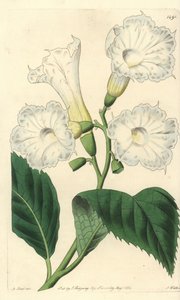 Large-flowered Cordia by Sydenham Teast Edwards
