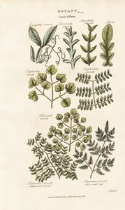 Leaf Forms and Arrangements by Sydenham Teast Edwards