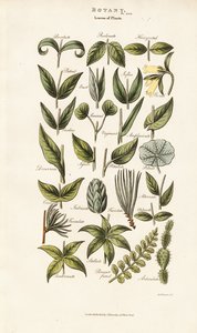 Leaf Forms and Arrangements by Sydenham Teast Edwards