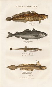 Marine Fishes of European Coastal Waters by Sydenham Teast Edwards