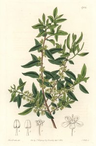 Maytenus boaria (maiten), endemic to Central and South America by Sydenham Teast Edwards