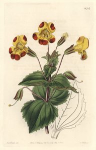 Monkey Flower or Musk Flower, Hybrid Variety from the Botanical Register