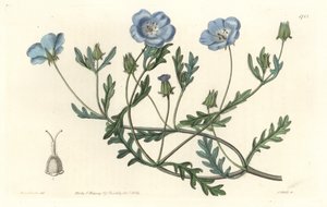 Namophila Maculata, Originally from California - Engraved by S. Watts, from an illustration by Sarah Anne Drake, from the Botanical Register by Sydenham Teast Edwards