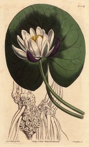 Cup-flowered water lily with large white flower in front of round lily pad, Nymphaea nitida