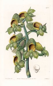 Orchid: Catasetum Variety, Native of Brazil - Engraved by S. Watts, from an illustration by Sarah Anne Drake, from the Botanical Register of Sydenham Edwards