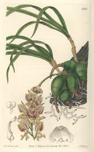 Orchid Grobya, with Yellow and Purple Flowers, Native of Brazil