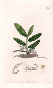 Orchid: Variety of Camphylocentrum