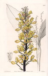 Orchid: Variety of Govenia by Sydenham Teast Edwards