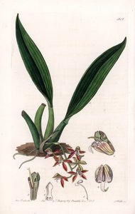 Orchid: Variety of Macradenia, Native of Guiana - Plate Engraved by S. Watts, from an Illustration by Sarah Anne Drake, from the Botanical Register of Sydenham Edwards