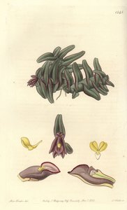 Epidendrum Orchid of Central America by Sydenham Teast Edwards