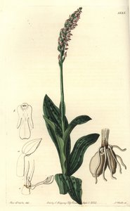 Orchid Neotine - Dense-flowered Orchid