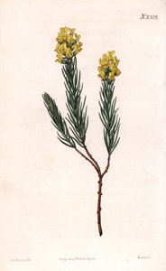 Oval Spiked Aspalathus