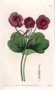 Oxalis de Bowie by Sydenham Teast Edwards