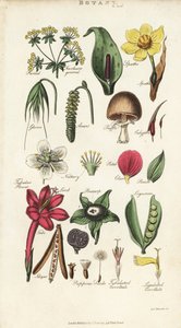 Parts of Flowers Including Petal, Nectary, Glume, Seed, Spathe, Bracte, Legumen, etc. by Sydenham Teast Edwards
