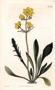 Patrinia sibirica (Altaic valerian, Valeriana ruthenica) by Sydenham Teast Edwards