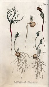 Peas, leguminous seed has different germination stages. Coloured copper engraving, illustration by Sydenham Edwards for Conferences of Botanical, Botanical Garden of Lambeth, England
