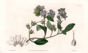 Phacelia, endemic of California - Engraved by S.Watts, from an illustration by Sarah Anne Drake, from the Botanical Register of Sydenham Edwards, England